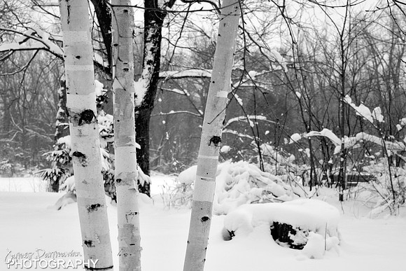 JD6_0087 bw