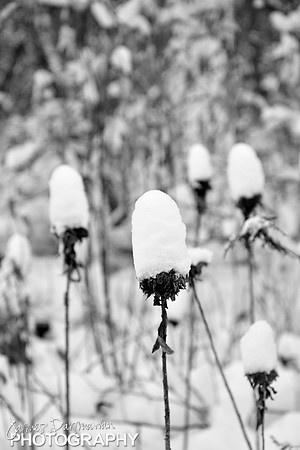 JD6_0152 bw