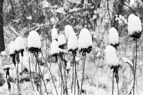 JD6_0154 bw