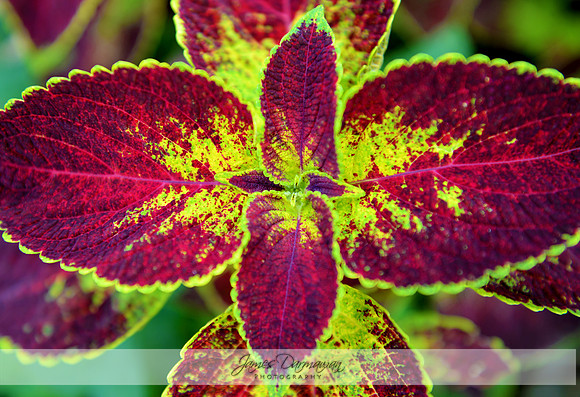 grape expectations coleus 2