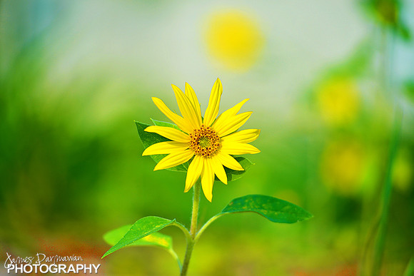 sun flower